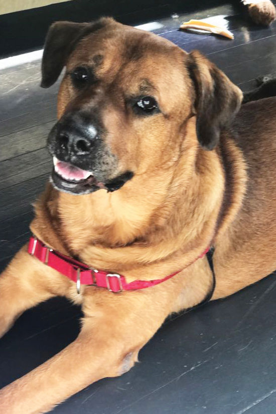 ARNO_March_pet_Angus